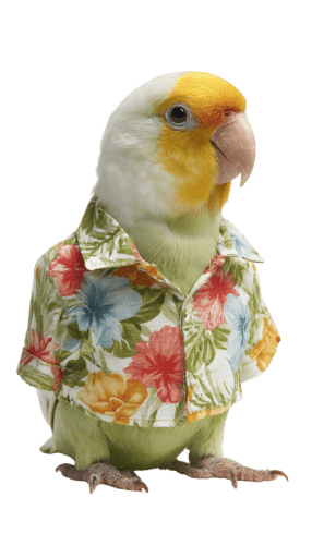 Parrot wearing colorful outfit